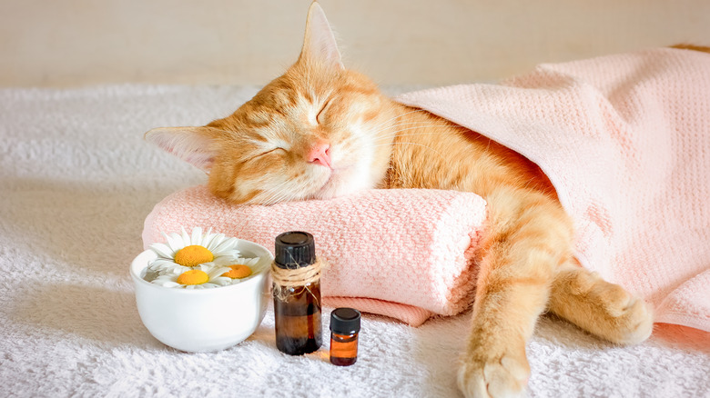 Cat sleeping with aromatherapy stuff