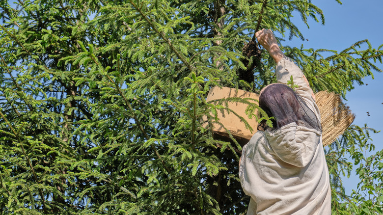 Beekeeper removing bees