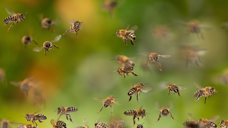 Swarm of bees