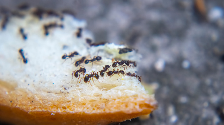 Ants on a piece of bread