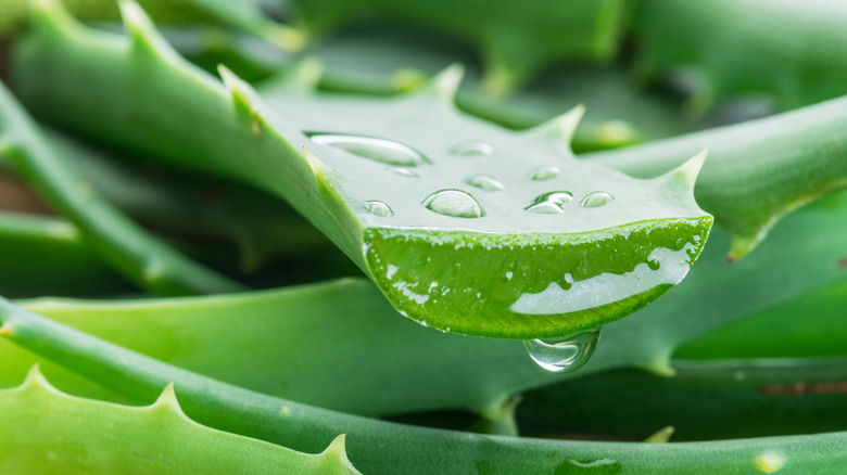 Aloe vera plant cut open