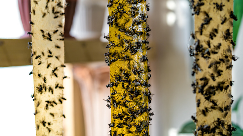 Flies stuck to fly paper strips