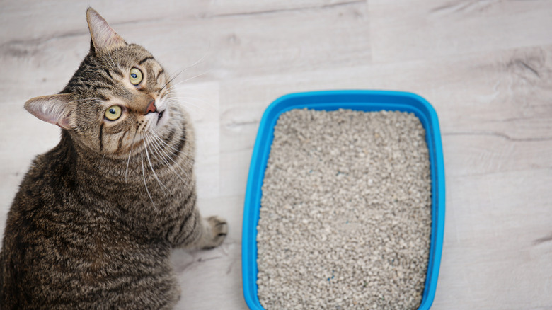 Cat sitting next to a litter box