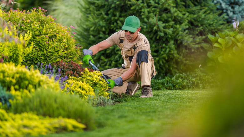 Gardener trimming bush