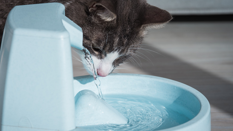 cat water fountain