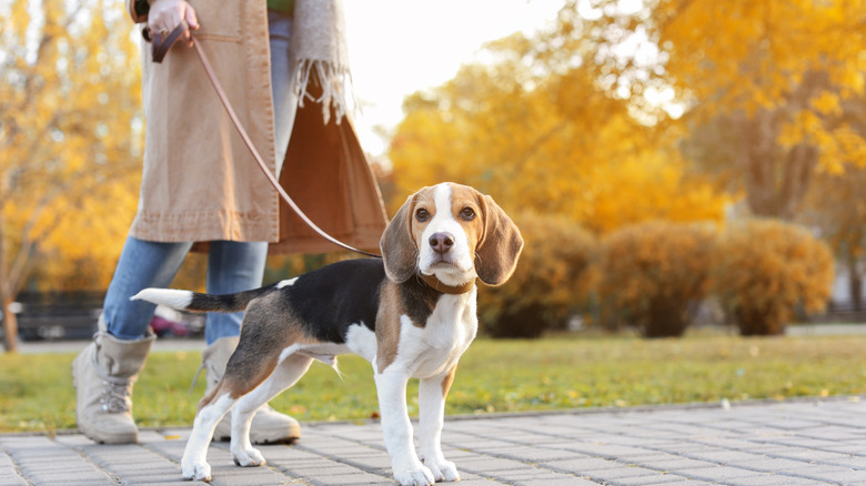 woman walking dog