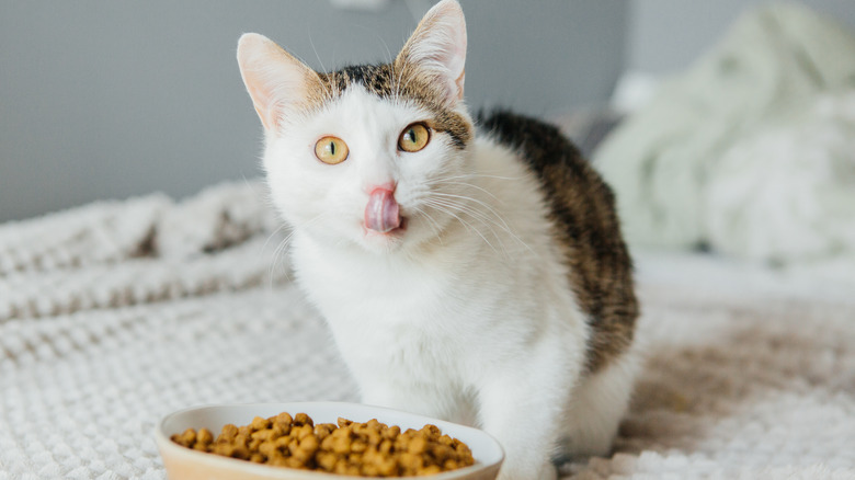 Cat linking its mouth with food in front of it 