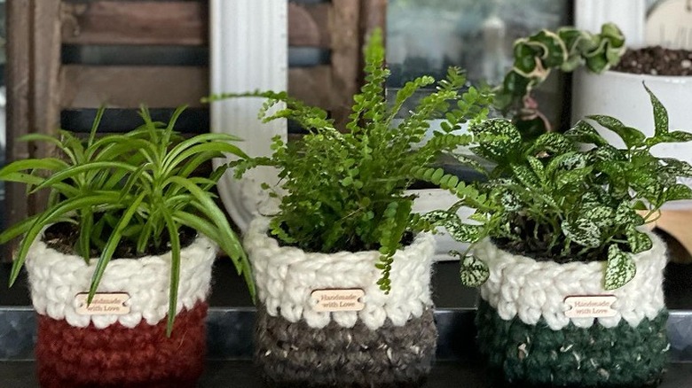potted plants with sweaters