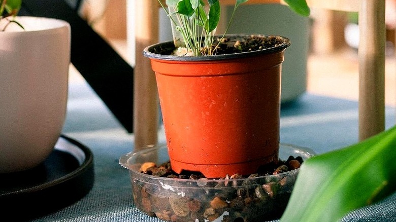 indoor plant on a pebble humidity tray