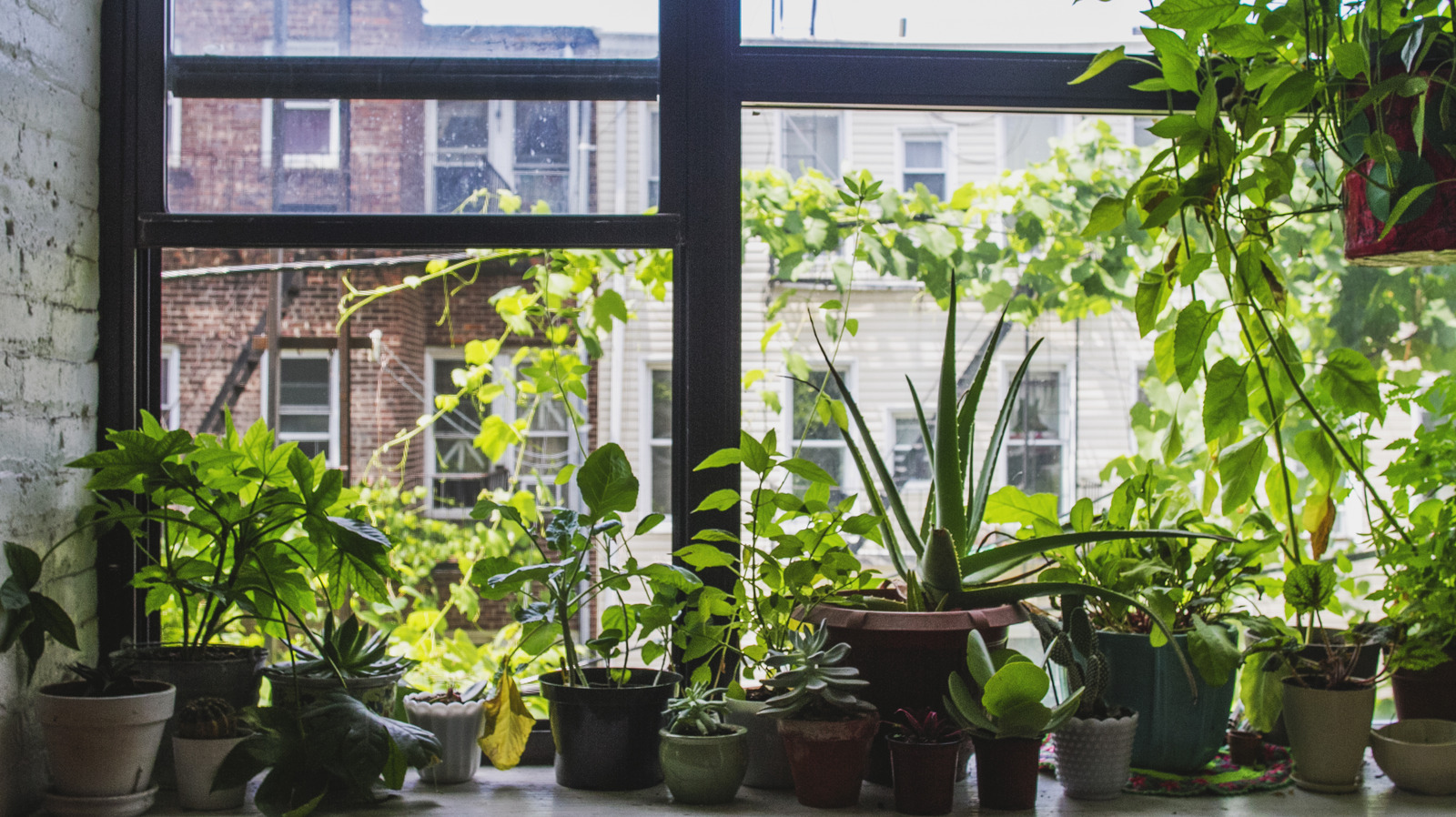 how-to-keep-your-houseplants-alive-through-the-winter