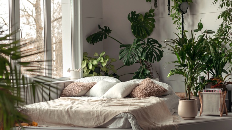 Plants in a sunny bedroom window