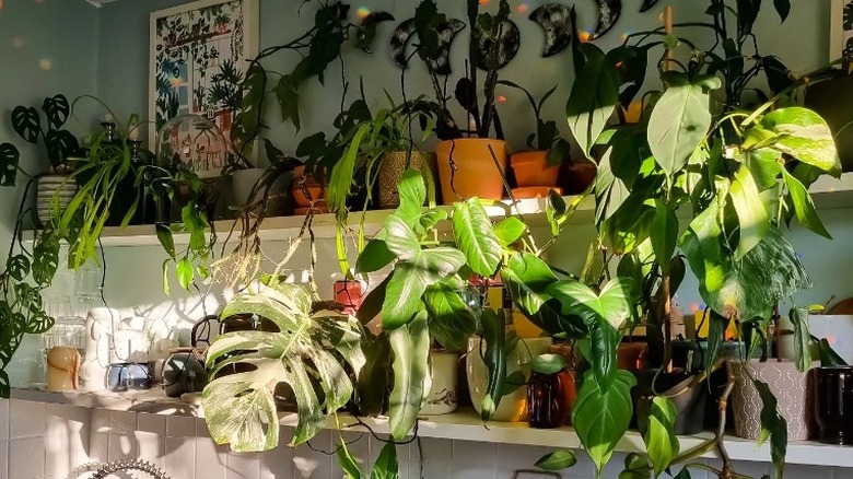 plants grouped together on kitchen shelves