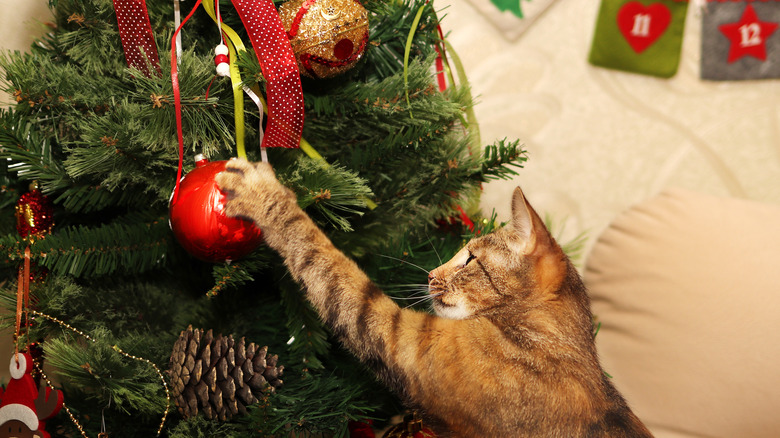 Cat with Christmas ornament