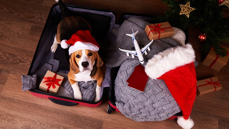 Santa-hatted dog in suitcase