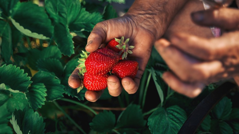 Hands gathering strawberries