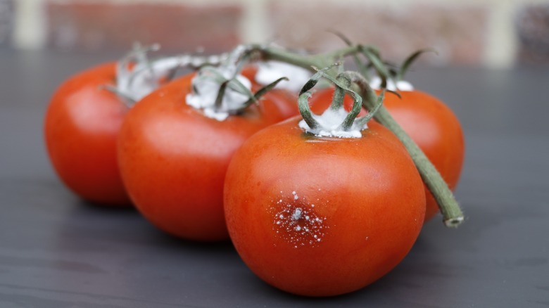 how-to-know-if-tomatoes-have-gone-bad