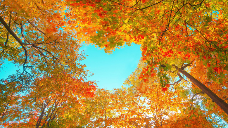 fall trees with a heart-shaped part of the sky