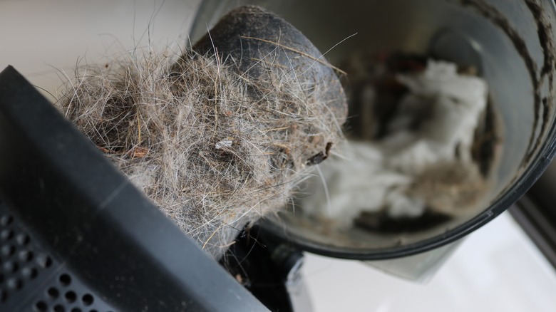 close-up of dirt and debris inside vacuum cleaner