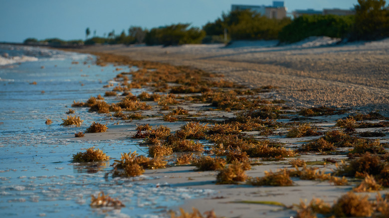 Seaweed washed up on beach