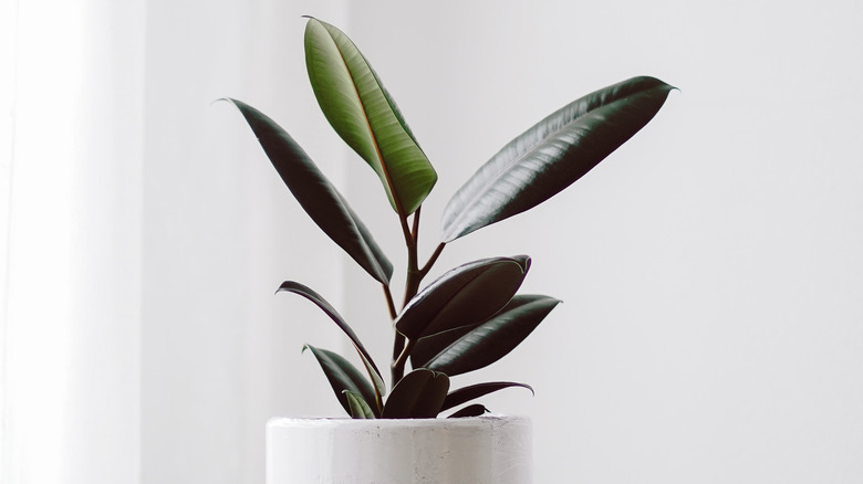 Ficus plant in a pot