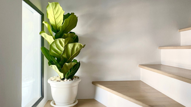 Small fiddle leaf fig in a white pot by a window near the stairs