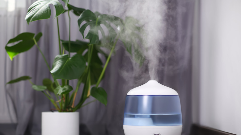 Monstera plant and blue-and-white humidifier