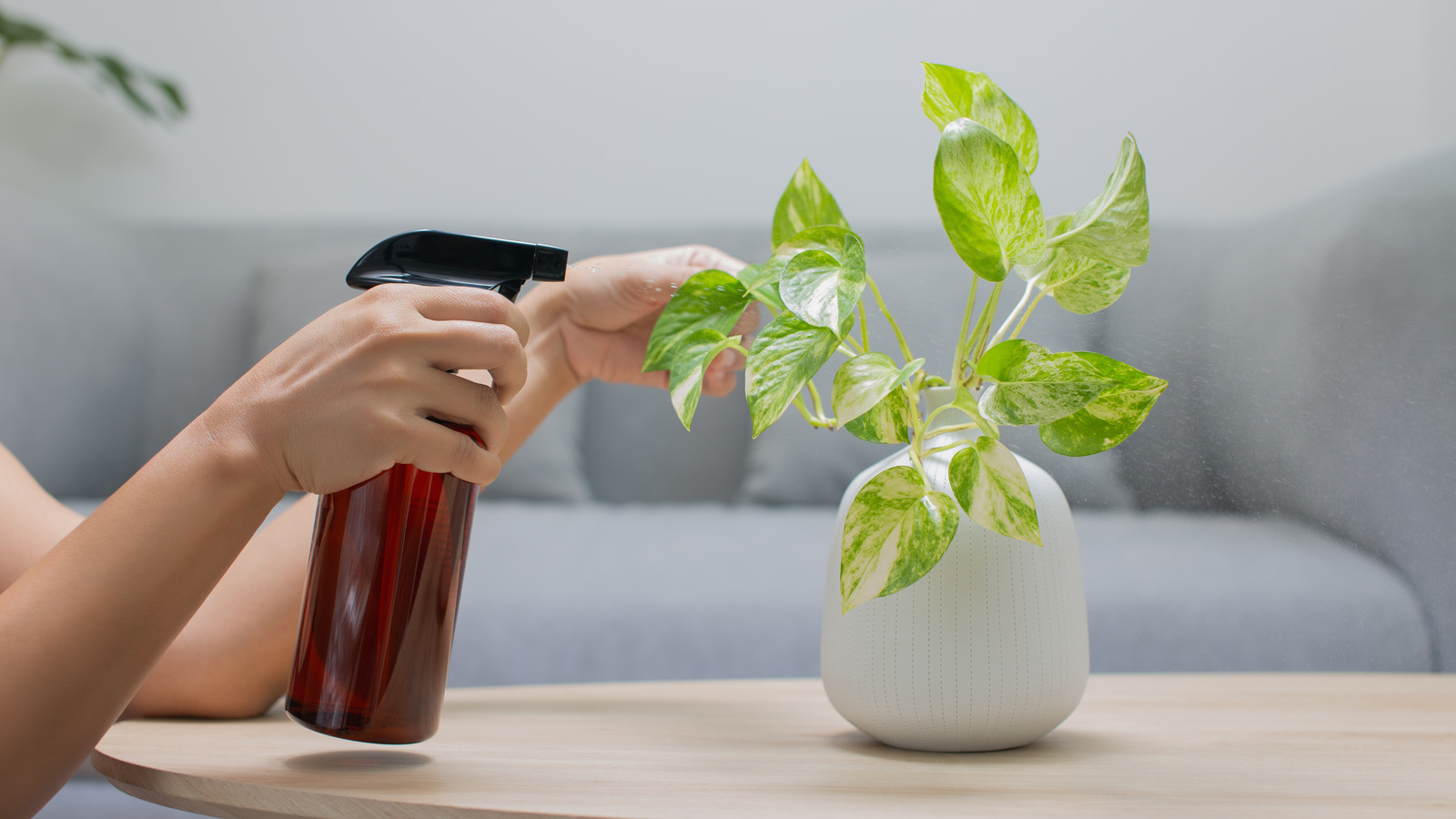 How To Take Care Of A Pothos Plant