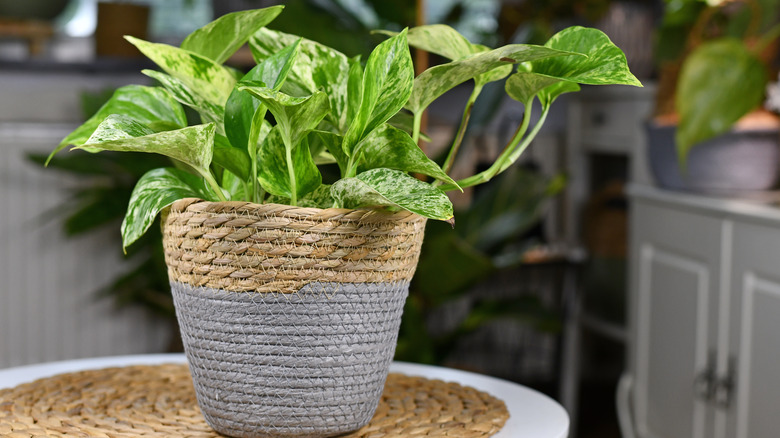 Pothos plant on table