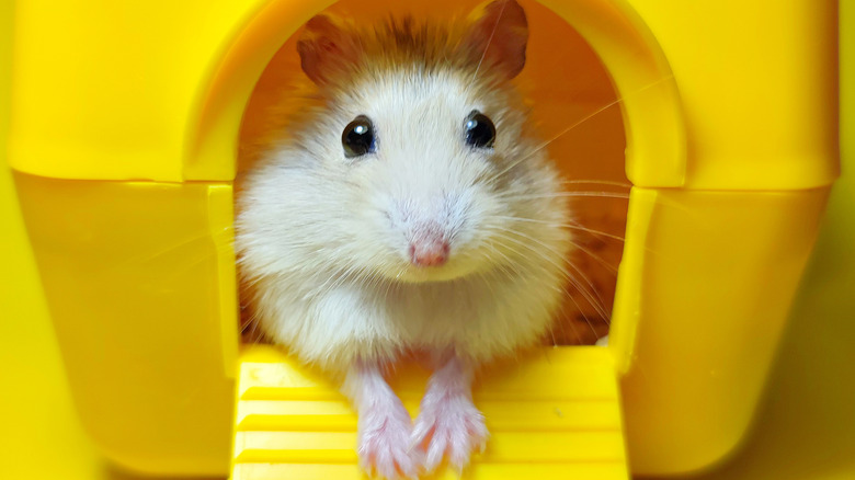 Pet hamster looking into camera