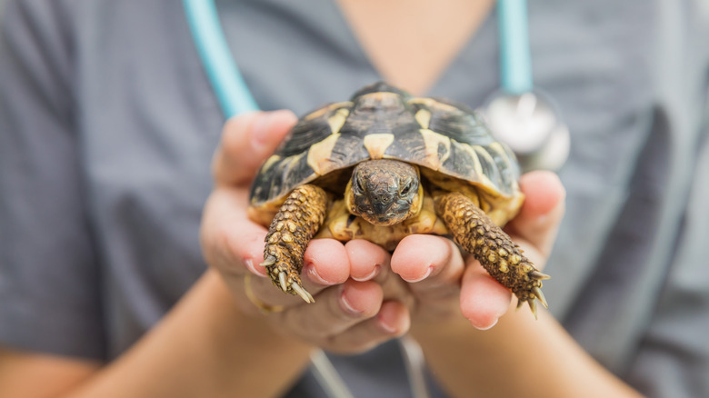 Vet holding pet turtle