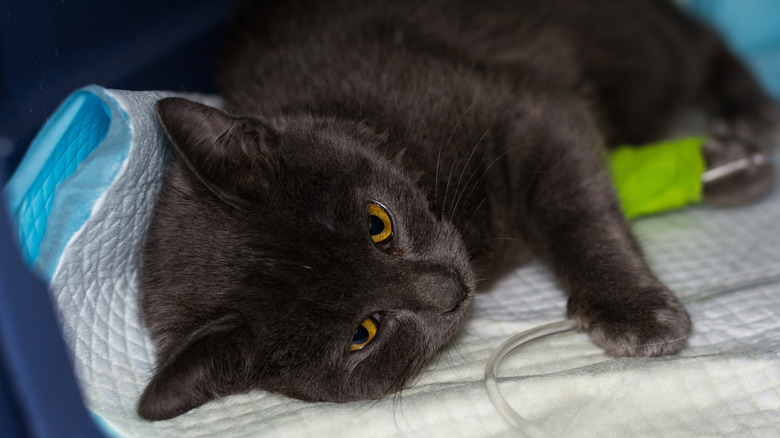 Cat at vet hospital