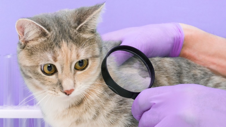 How To Treat A Skin Allergy In Cats