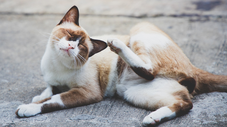 Brown and white cat itching its ears