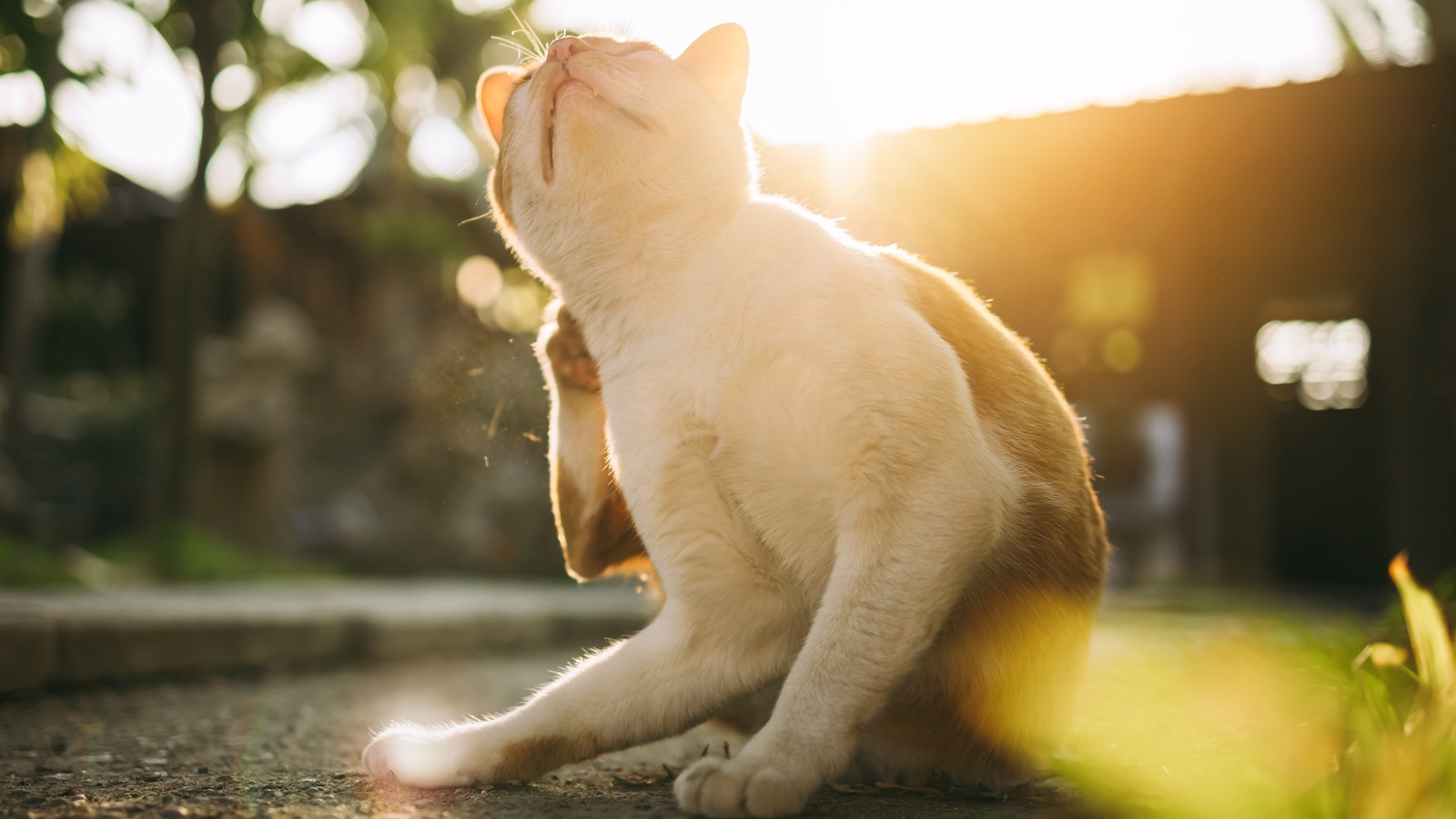 how-to-treat-a-skin-allergy-in-cats