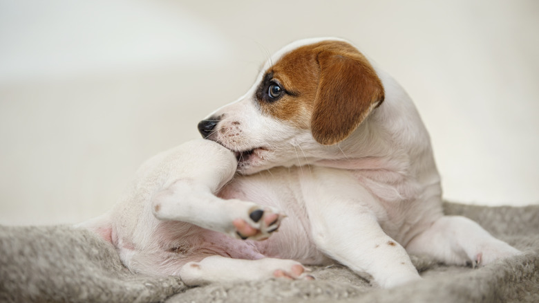 Jack Russell scratching himself