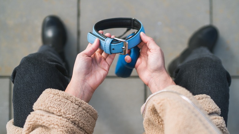 person holding dog collar