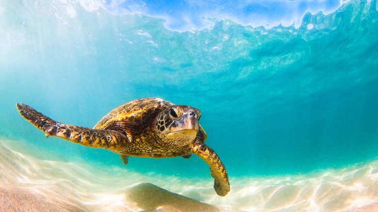 Hawaiian green sea turtle underwater