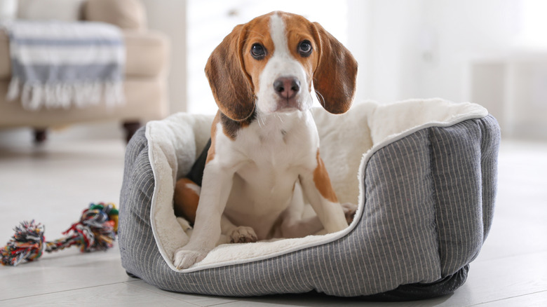 How Your Dog's Own Bed Can Cause Them To Have Allergies