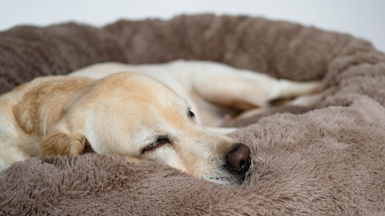 golden retriever sleeping in bed