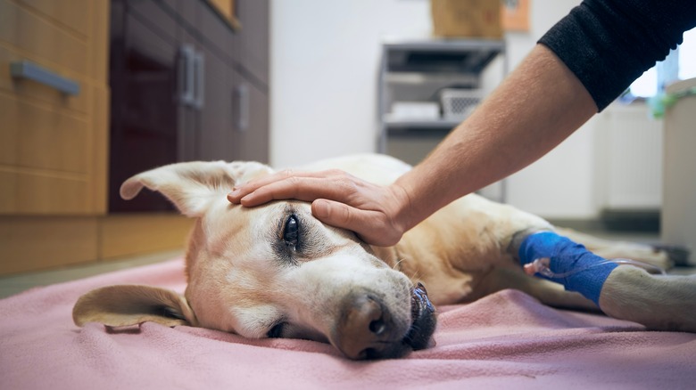 Dog receiving IV fluids to restore his electrolyte balance