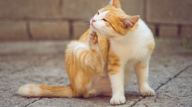 Cat scratching her neck, feeling itchy 