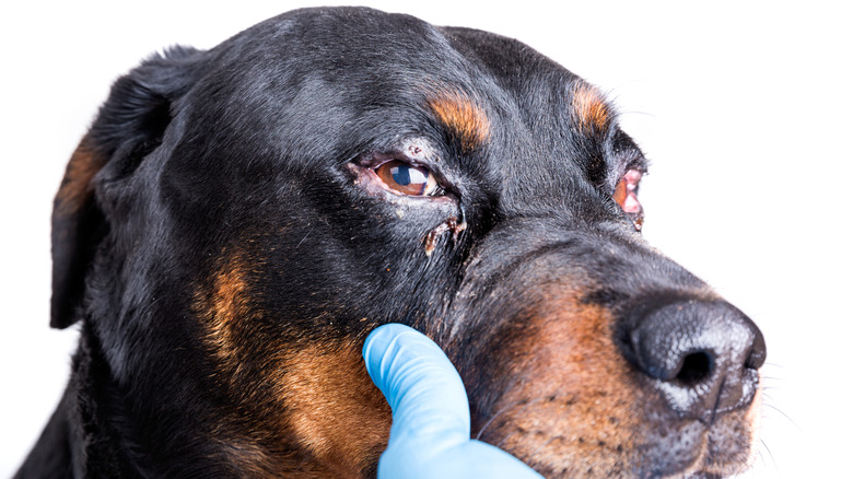 Dog with eye discharge, a symptom of conjunctivitis 