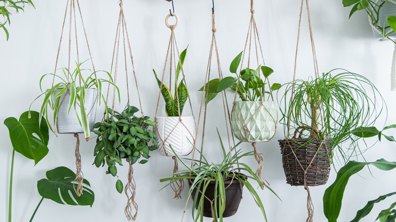 Potted hanging plants