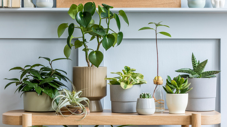 Potted plants on a wooden table