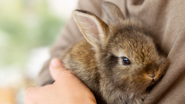 A bunny being cuddled to a person's chest 