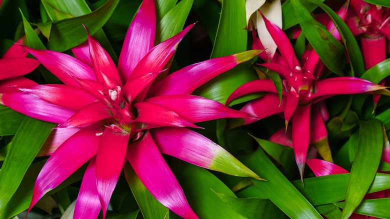Bromeliads with pink flowers