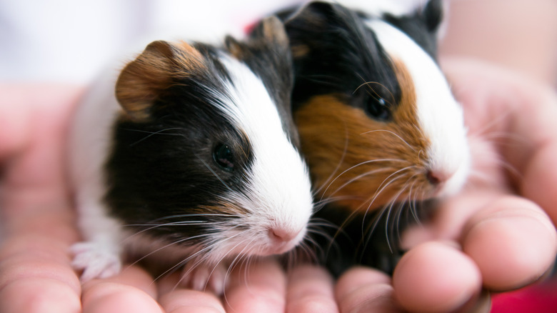 Person holding guinea pig