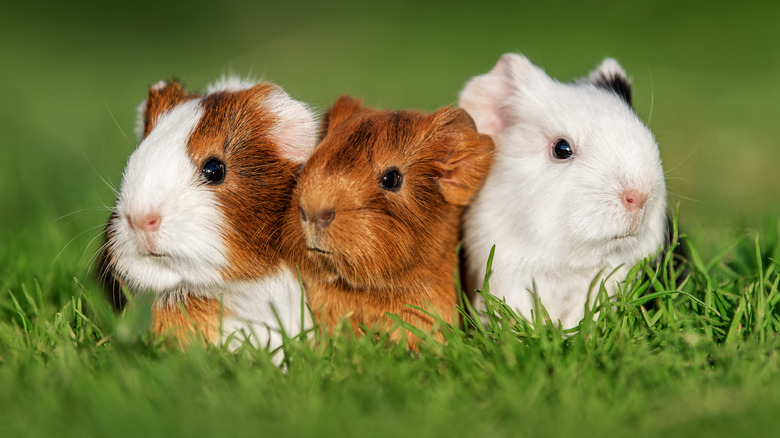 Guinea pigs in grass