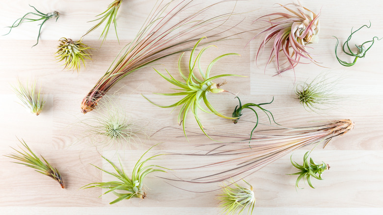 Air plants Tillandsia tricolor