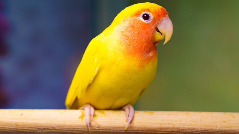 Parrot on a perch